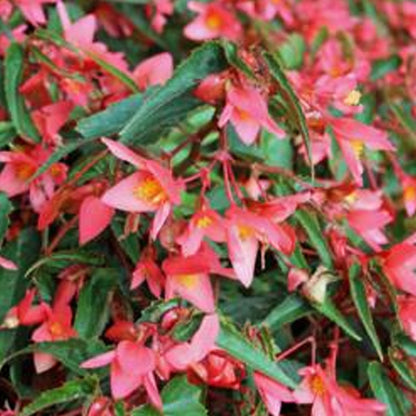 Begonia