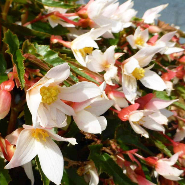 Begonia