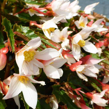 BÉGONIA SUMMERWINGS BLANC POT DE 4,5"