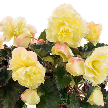 BÉGONIA FRAGRANT FALLS LEMON POT DE 4,5 PO