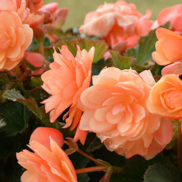 Begonia Fragrant Falls
