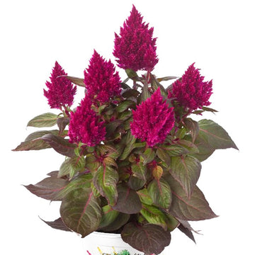 Begonia Celosia SPP Kelos Fire