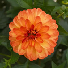 DAHLIA SPP DALAYA APRICOT