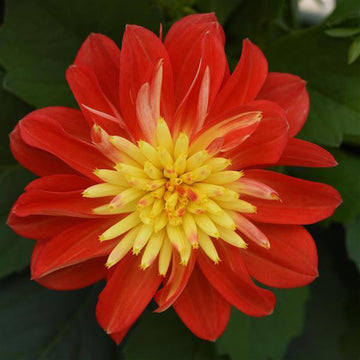 DALAYA BOULE DE FEU