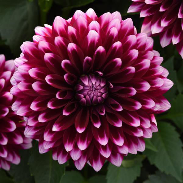 Dahlia ( Gallon )