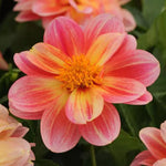 DAHLIA ( GALLON )