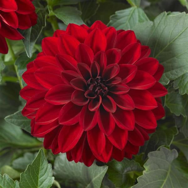 Dahlia ( Gallon )