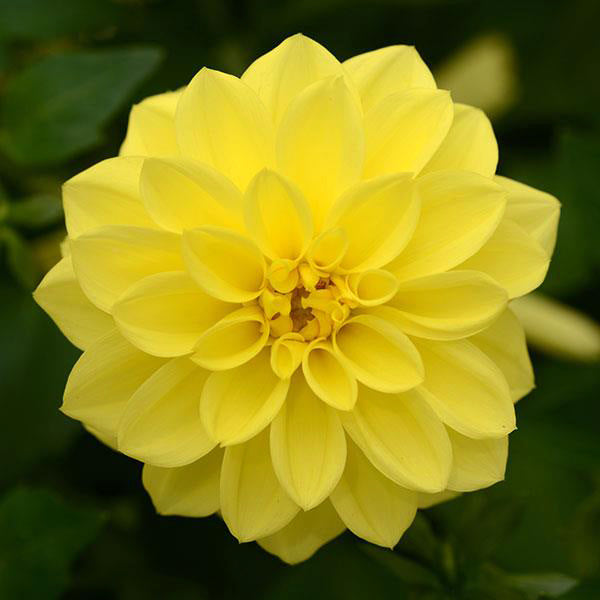 Dahlia ( Gallon )