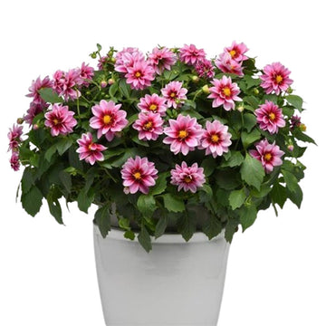 DALAYA YOGI (ŒIL DE ROSE ROSE)