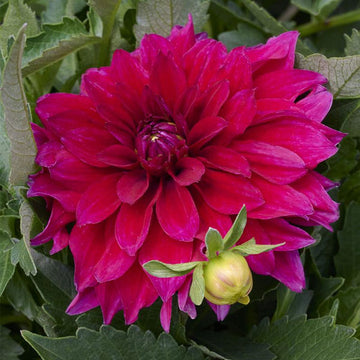 MAGGIORE VIOLET