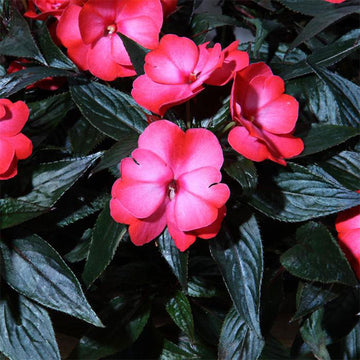 IMPATIENS X HA COLORPOWER ROSE FONCÉ FLAMME