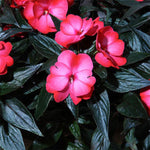 IMPATIENS COLORPOWER