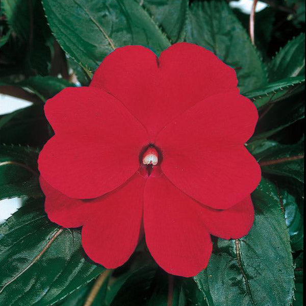 Impatiens Colorpower