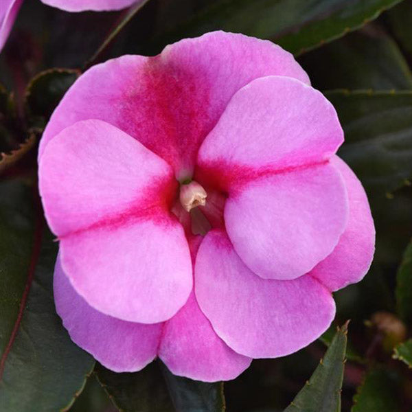 Impatiens Colorpower