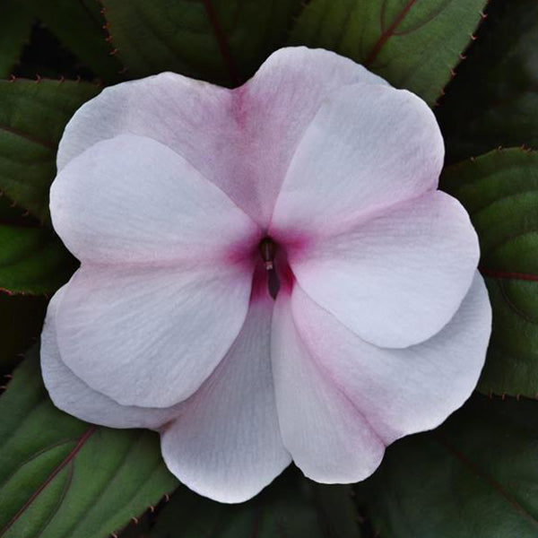 Impatiens Colorpower