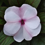 IMPATIENS COLORPOWER