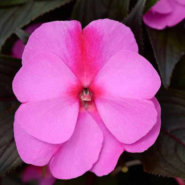 Impatiens Colorpower