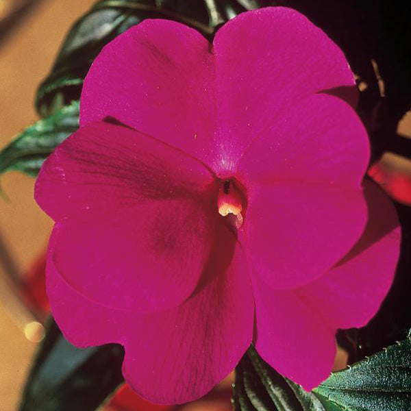 Impatiens Colorpower