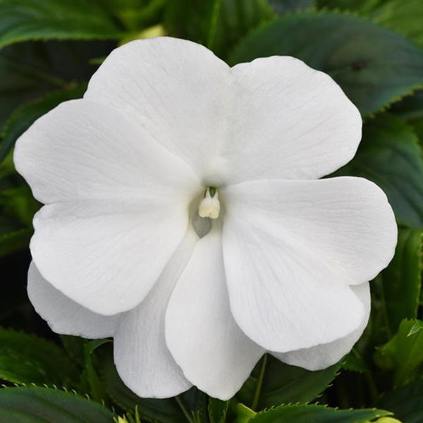 Impatiens Colorpower