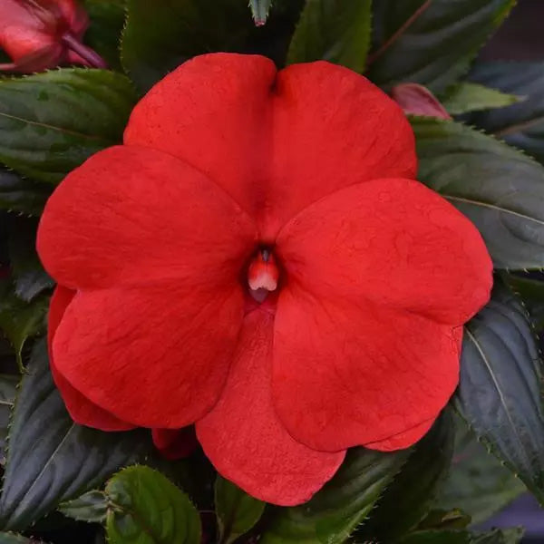Impatiens Colorpower
