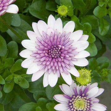 OSTEOSPERMUM S 4D VIOLETTE GLACE