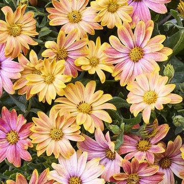 Osteospermum s Osticade Daybreak