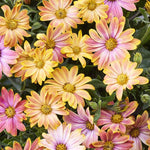 OSTEOSPERMUM S 4.5" POT