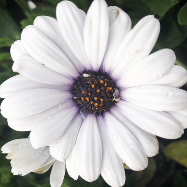Osteospermum S Pot de 4,5 pouces