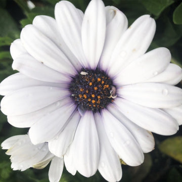 OSTEOSPERMUM S OSTICADE BLANC PUR