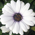 OSTEOSPERMUM S 4.5" POT