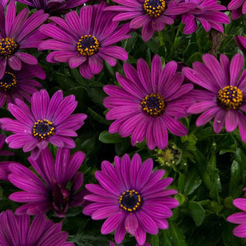 OSTEOSPERMUM S OSTICADE VIOLET