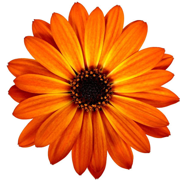 Osteospermum S Pot de 4,5 pouces