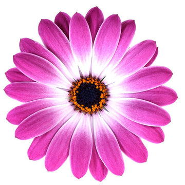 OSTEOSPERMUM S SENORITAS MONIQUE