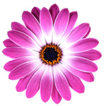 OSTEOSPERMUM S 4.5" POT