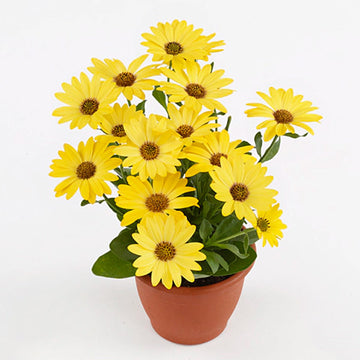 Osteospermum S Senoritas Solana