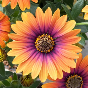 OSTEOSPERMUM S ZION CUIVRE AMETHYSTE