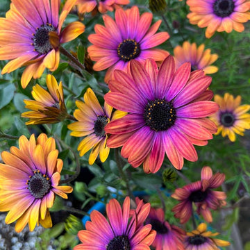OSTEOSPERMUM S ZION VIOLET SOLEIL