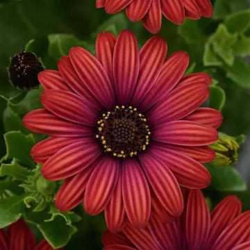 OSTEOSPERMUM S ROUGE DE ZION