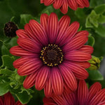 OSTEOSPERMUM S 4.5" POT