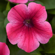 TRIXILINER BAISER CERISE