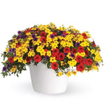 TRIXILINER ( HANGING BASKET 12" )