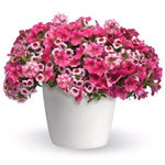 TRIXILINER ( HANGING BASKET 12" )