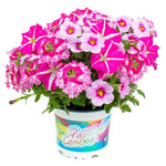 TRIXILINER ( HANGING BASKET 12" )