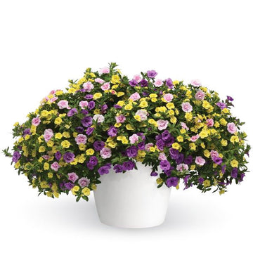 TRIXILINER PASSION COMBO BEAUTÉ D'ÉTÉ