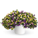 TRIXILINER ( HANGING BASKET 12" )