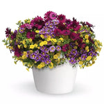 TRIXILINER ( HANGING BASKET 12" )