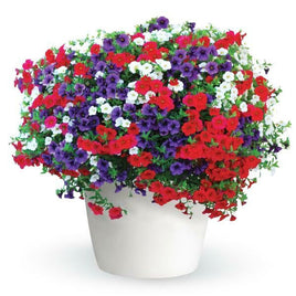 TRIXILINER OLD GLORY ( HANGING BASKET 12")