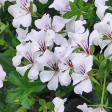 PELARGONIUM SP GLACIER BLANC