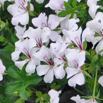 PELARGONIUM SP GLACIER BLANC