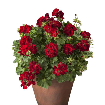 PÉLARGONIUM JOKER ROUGE
